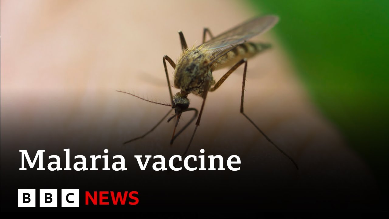 New malaria vaccine “could save millions of lives” – BBC News
