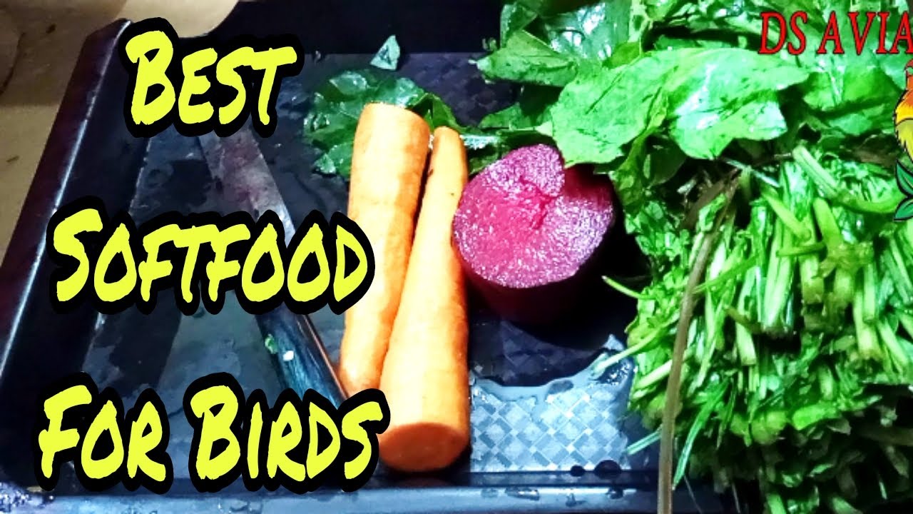Softfood For Lovebirds Before Season In Urdu/Hindi Birds Ko Softfood