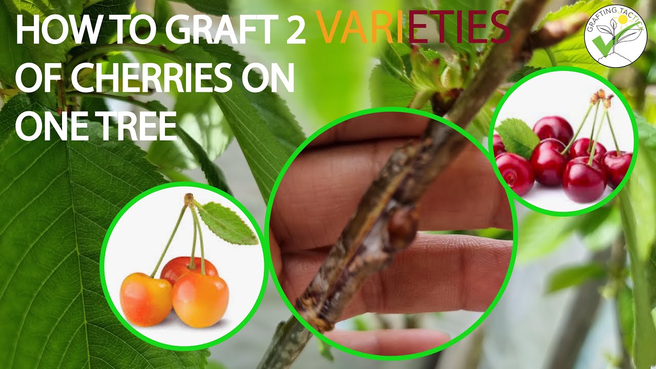 HOW TO GRAFT 2 CHERRY VARIETIES ON ONE TREE Graftingtactick 