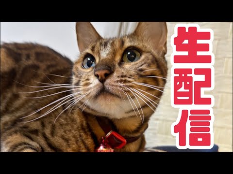 【生配信12/10】すこし暖かった日は猫と一緒にほっこり過ごしませんか？生配信