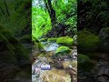 Spring Water Flow Sound The Stone #asmr #relaxing #asmrindonesia #trending #water
