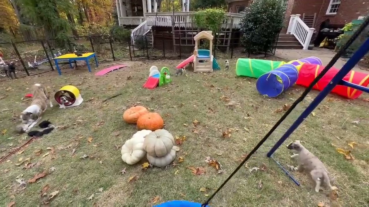 Enrichment in the yard