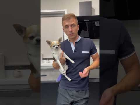 Видео: Травми и обработка на лапи за кучета