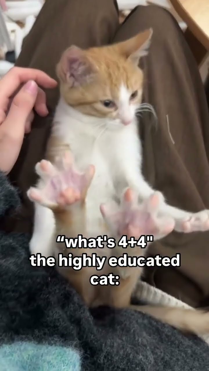 Kittyo like it’s time to go insane with that prvnci playing