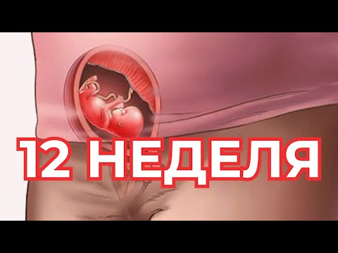 12 Неделя Беременности.   Беременность по Неделям  🤰