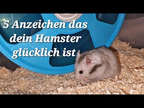 Video: Können Hamster einen nassen Schwanz überleben?