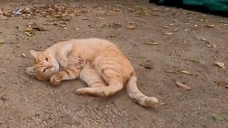 お墓に暮らす野良猫たちをナデナデしてきた