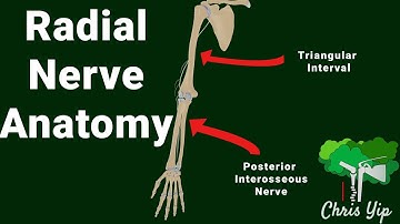 Radial nerve anatomy (animated)