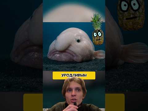 Почему она стала самой некрасивой рыбой Animals Shorts 