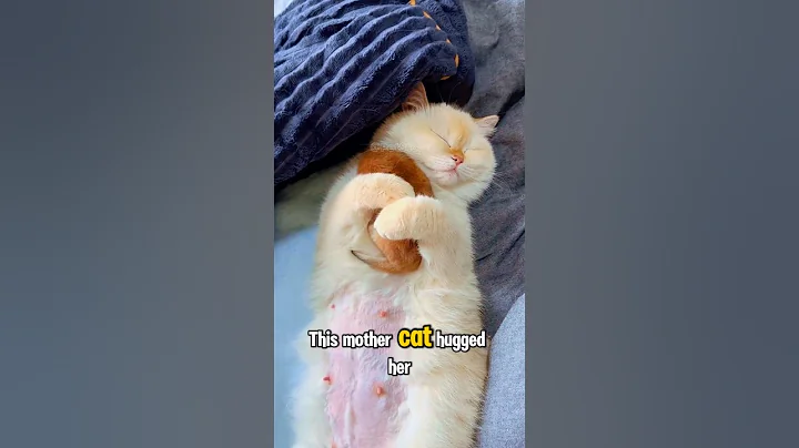 Video 7701111: cat cutecat kucing kitten, cat mother kittens cutecat, cat funny kitten kucing, kitten funny cat sleeping