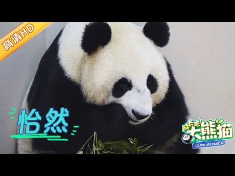 GrowUp! Panda | 奶爸哄绣球吃饭, 竹竿都是一根根剥开切好的, 太细心了 #成长吧大熊猫