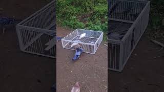 🪤 Smart Pigeon Trap Works Automatically! 🕊️🚪✨ #birds #pigeon #trap
