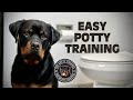 How to potty train a Rottweiler Puppy