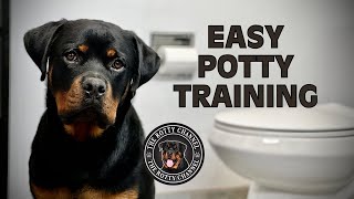 Easy Potty Training Guide For Your Puppy
