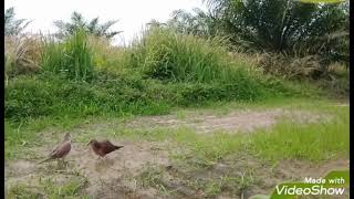 Pertarungan Ajaran Si Lottik.yg Ke 2 X Bl Kabur