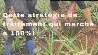 02 techniques importantes pour maximiser l'utilisation des engrais dans le sol : cas des ananas