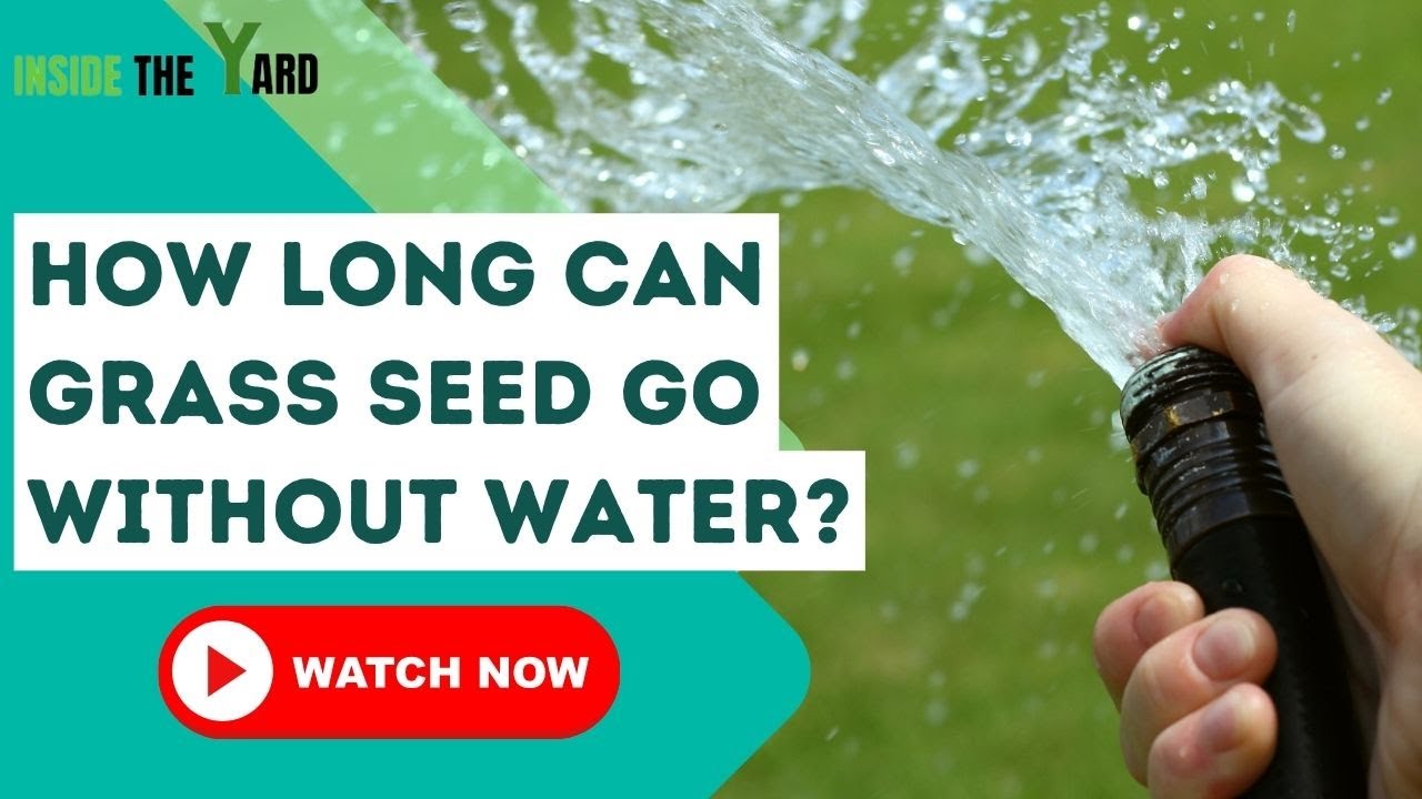 [ Know Details ] How Long Can Grass Seed Go Without Water