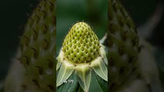 Relaxing Nature Sounds: Strawberry Growth &amp; Blooming Time-lapse [ASMR]🍓 #shorts #timelapse