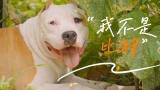 别再说它是比特！美国斯塔福的无奈~\Don't call her a pit bull anymore! She's an American Staffordshire Terrier