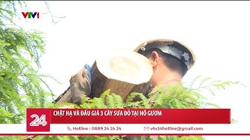 Chặt hạ và đấu giá 3 cây sưa đỏ tại Hồ Gươm | VTV24