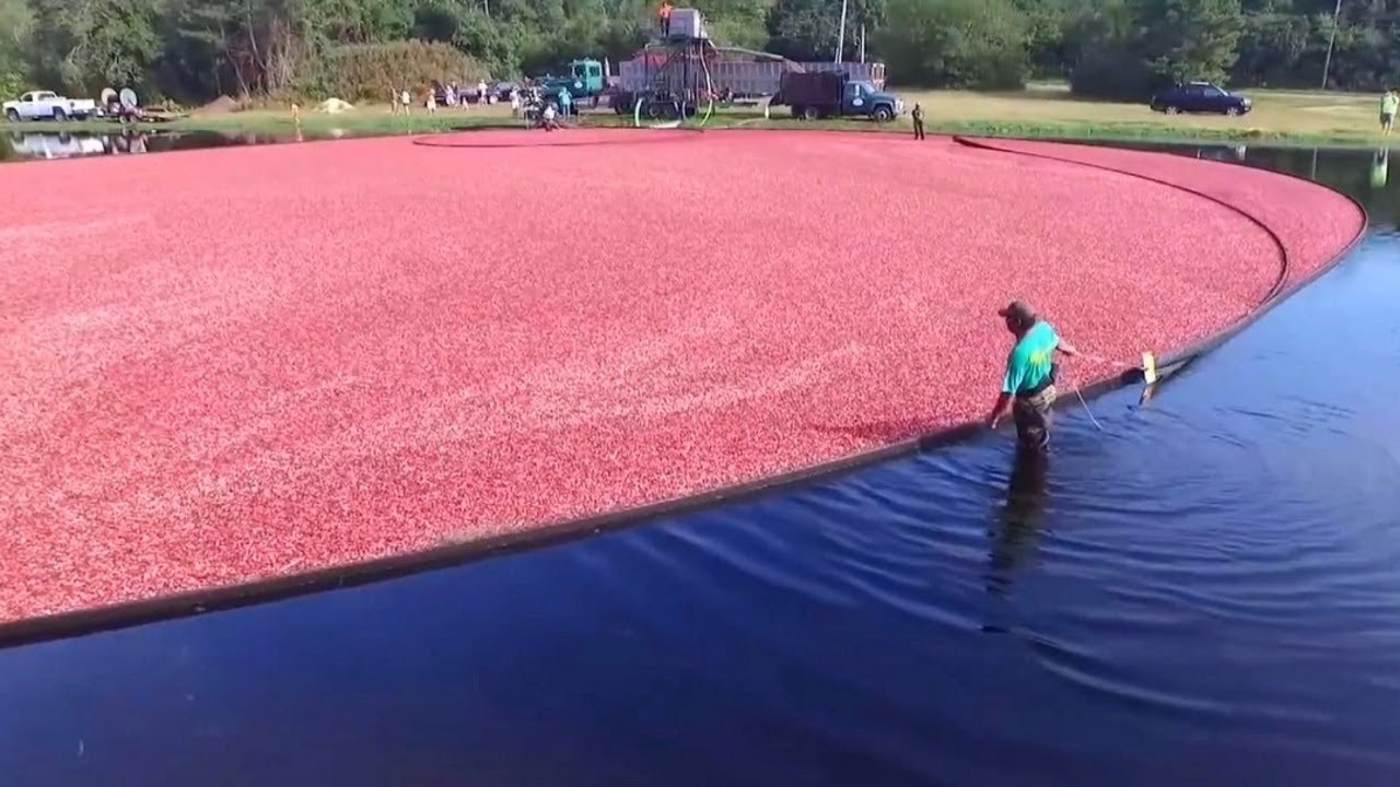 Bu Ürünlerin Nasıl Yapıldığına İnanamayacaksınız!