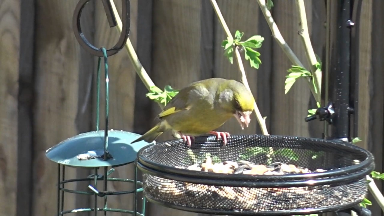 European Greenfinch on a Garden Bird Feeder 