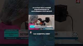 43 случая укуса клещей зафиксированы на Могилёвщине этой весной