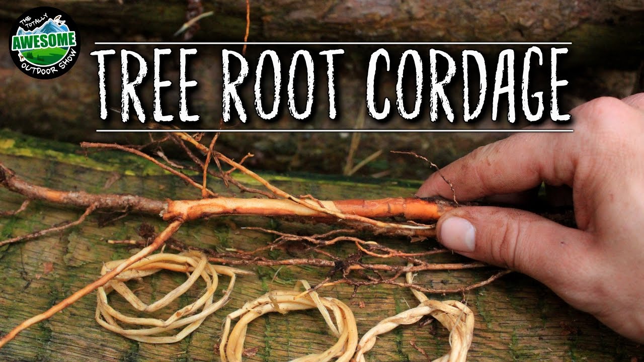 How to make Natural Cordage from Tree Roots