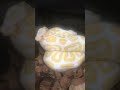Check us out on Facebook Instagram and Morphmarket #ballpython #ballpythonbreeding