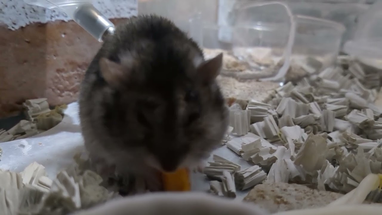 カボチャ喰らうハムちゃん！ #ハムスター #hamster 