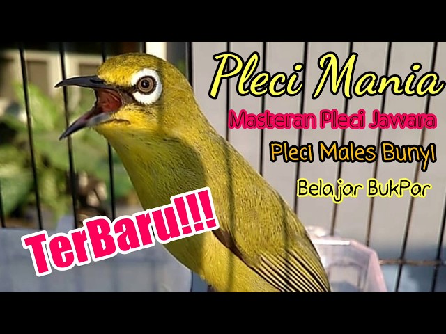 Masteran Pleci Pemula class=