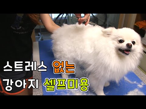 How to groom dog hair?