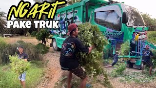 Truk di pake buat ngarit..!! Mumun punuk kenak marah