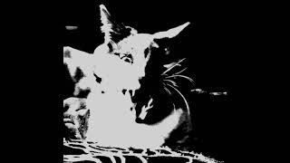 Tragic Age - Dead Days