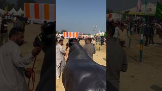 The price of Bol Rana, which came to the fair, is said to be Rs 30 crore