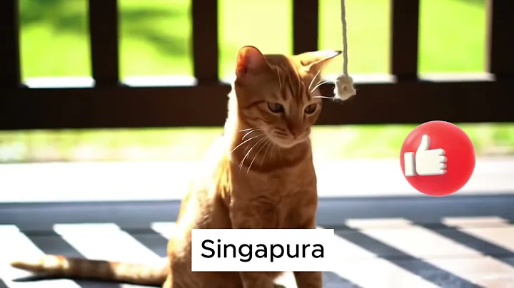 Video 9275311: singapura cat breed, smallest cat breed