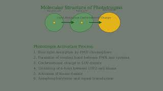 How Plants Grow Towards Light (Phototropism Explained)