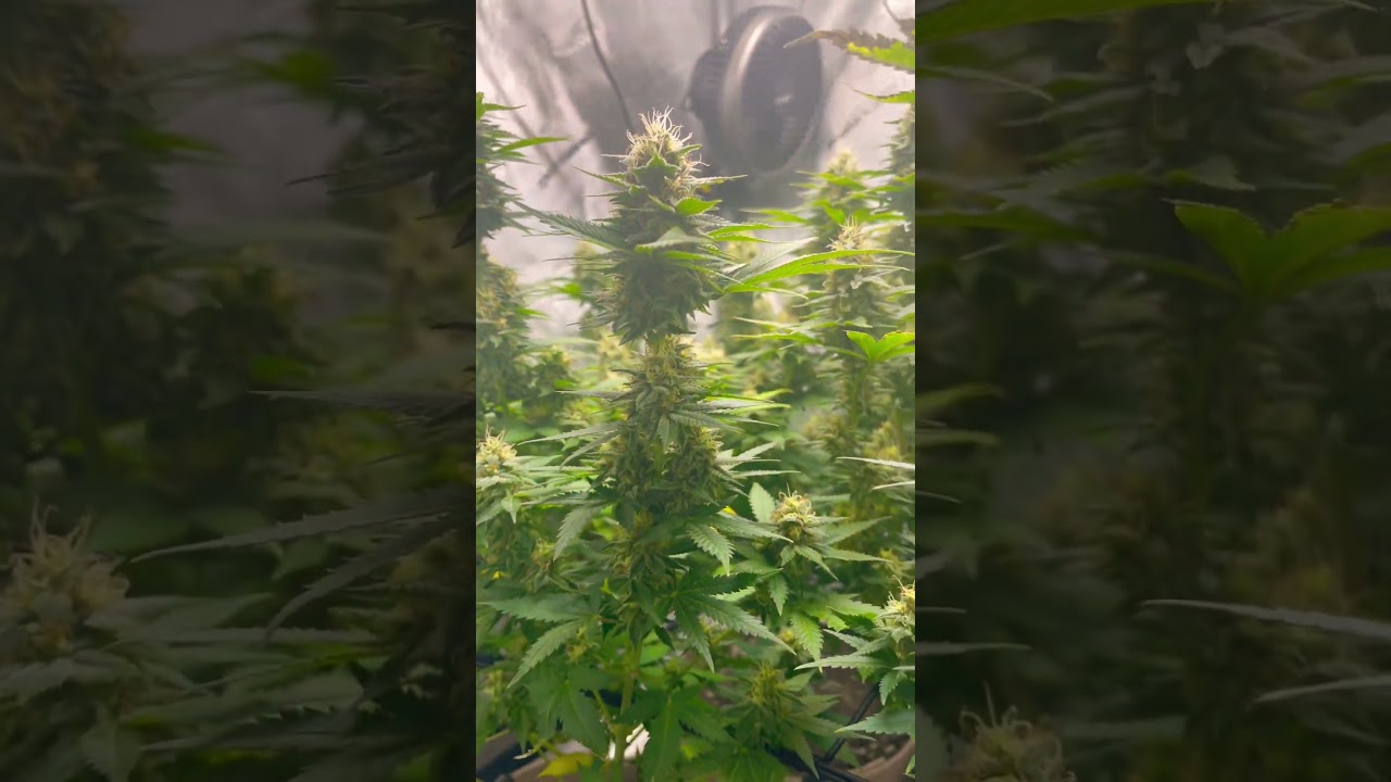 organic gardening week 5-6 flower  stacking colas LST SCROG