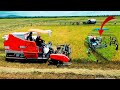 Amazing Rice Harvesting with Kubota Machines | Skilled Operators Working Safely