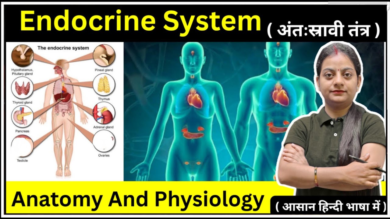 Endocrine Glands And Hormones In Hindi