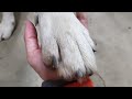 狼犬のオテは普通じゃない？！