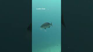 2026-05-16 Cebu Philippines - Talingan - Lowfin Chub #divephilippines