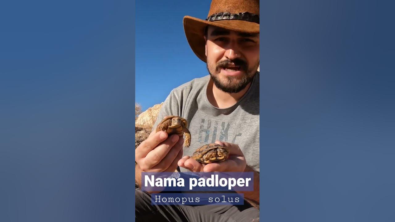 tiniest-tortoises-ever-the-nama-padloper-homopus-solus-is-the