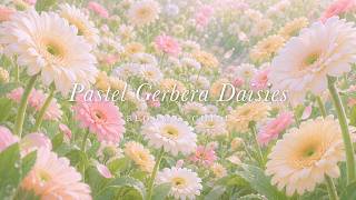 Pastel Gerbera Daisies in Bloom 🌸 soft waltz piano & flute for studying, reading & sleep screenshot 4