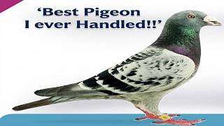 BEST PIGEON I HAVE EVER HANDLED!! BEST PIGEON I HAVE EVER HANDLED!!