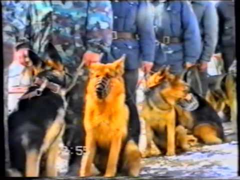 АРХИВ. ШКОЛА КИНОЛОГОВ МВД г.РОСТОВ-на-ДОНУ 1997 ГОД.