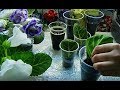 🌼Пересадка глоксиний из торфяных таблеток. Отлично укоренились🌼🌱How to grow gloxinia part №23