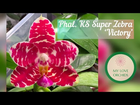 Phal. KS Super
