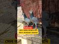 কবুতর #টপ_কোয়ালিটি #sorts #vairal #tending