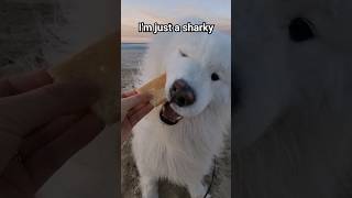 HELP my puppy's a SHARK!   #funny #dog #samoyed #shorts